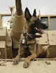 @82ndABNDiv